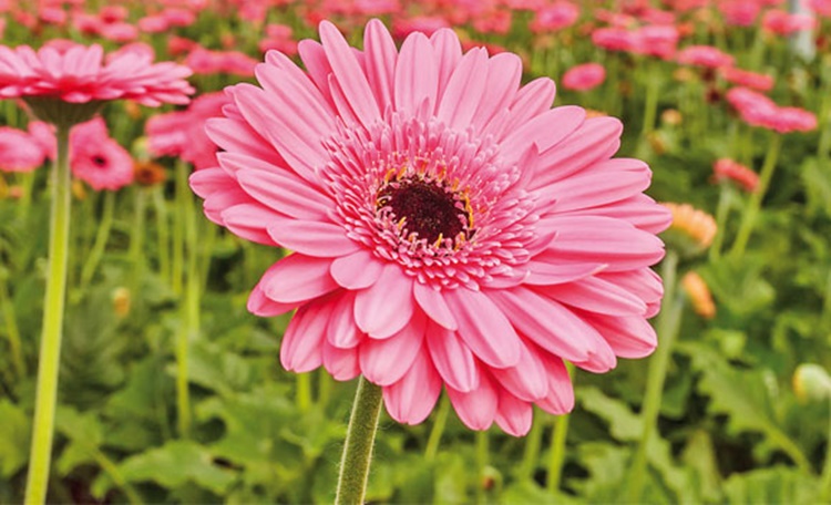 gerbera