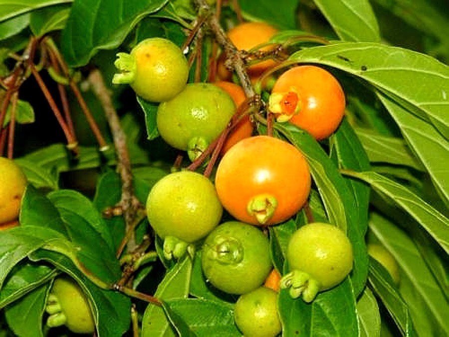 Guabiroba da Mata fruta: 10 benefícios, informação nutricional e malefícios