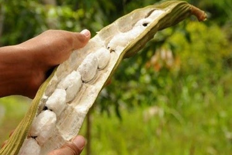 Suco de Ingá é bom para quê? como fazer e para que serve