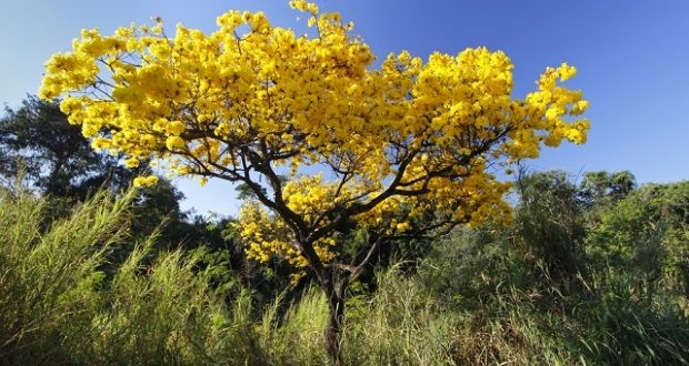 Ipê Amarelo é bom para quê? para que serve, benefícios e malefícios