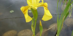 iris amarelo beneficios