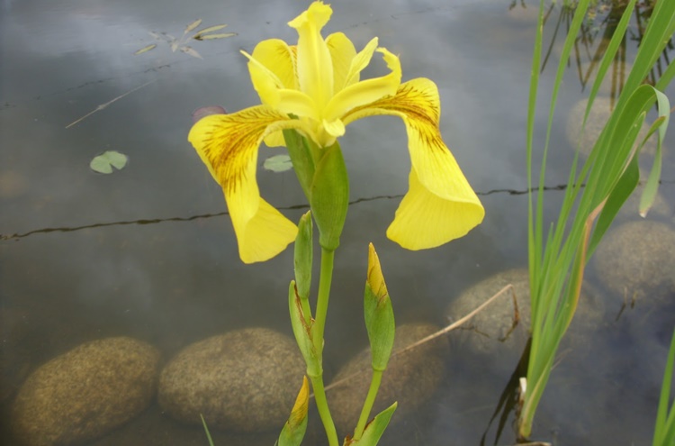 iris amarelo beneficios