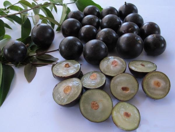 Caroço de Jabuticaba: 15 benefícios, informação nutricional e malefícios