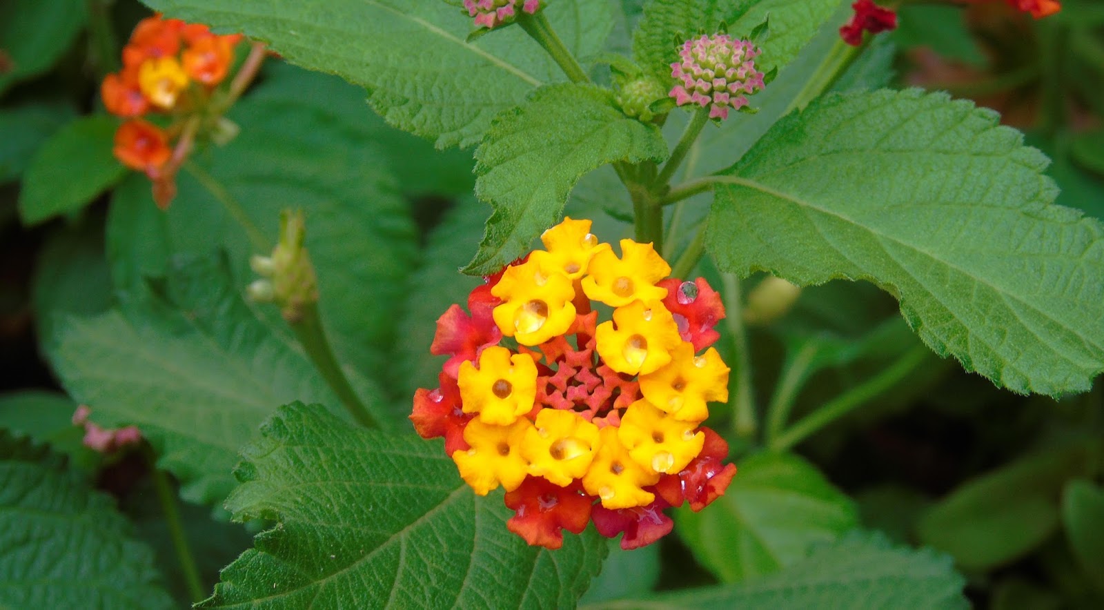 lantana