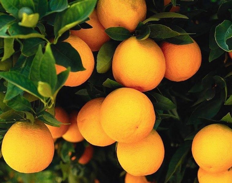 Laranja da Terra fruta: 10 benefícios, informação nutricional e malefícios