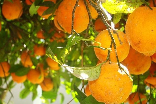 Limão Bravo fruta: 15 benefícios, informação nutricional e malefícios