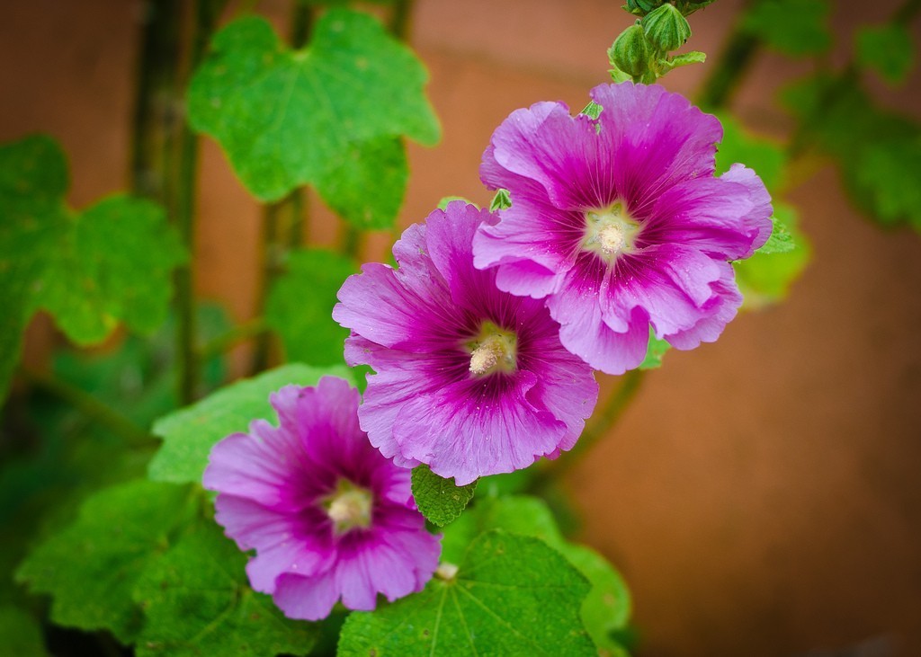 Malva Rosa: Origem, Como Usar, Benefícios e Malefícios