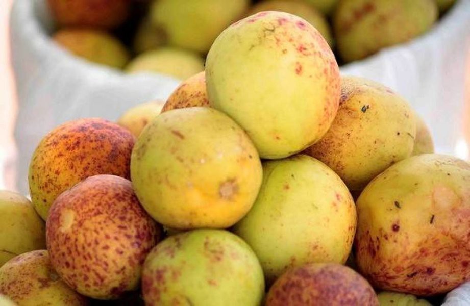 Suco de Mangaba é bom para quê? como fazer e para que serve