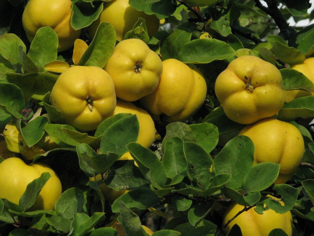 Suco de Marmelo é bom para quê? como fazer e para que serve