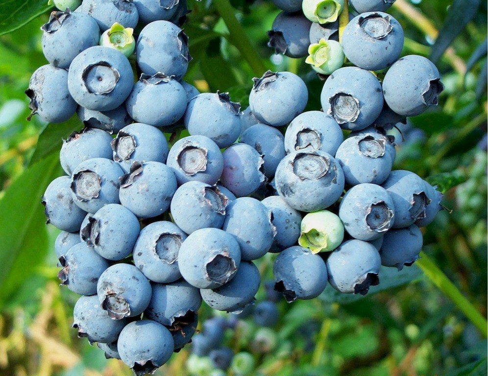 Suco de Mirtilo é bom para quê? como fazer e para que serve