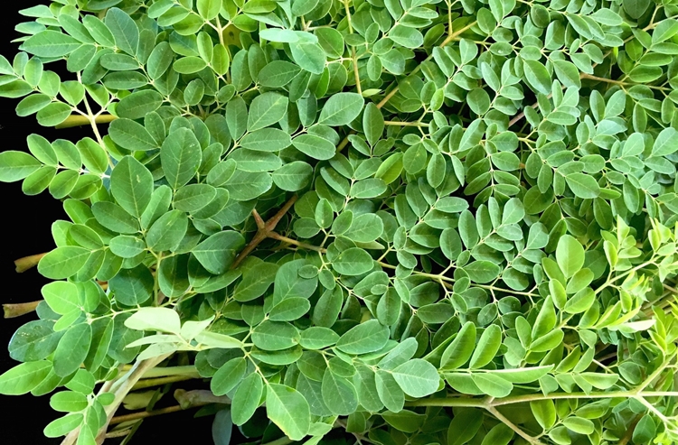 Moringa: 12 Benefícios, Informação nutricional, e malefícios