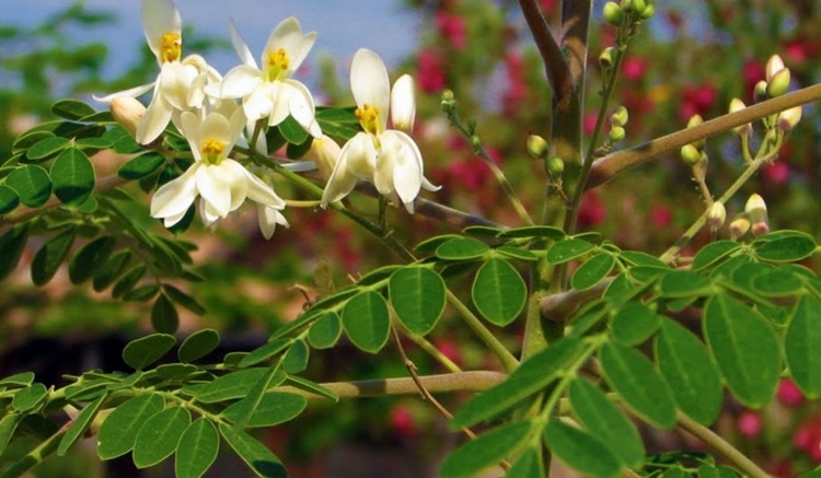 Moringa: 10 Benefícios, Informação nutricional, e malefícios