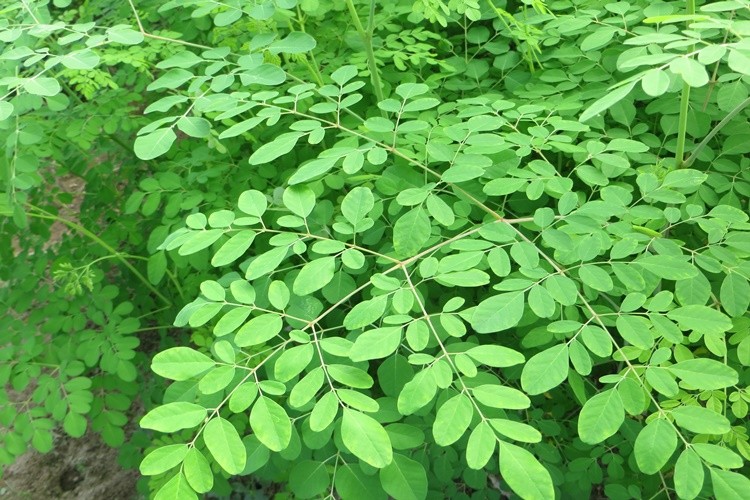 Moringa é bom para quê? para que serve, benefícios e malefícios