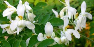 moringa beneficios