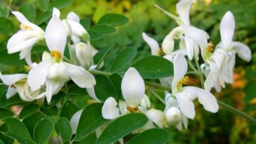 moringa beneficios
