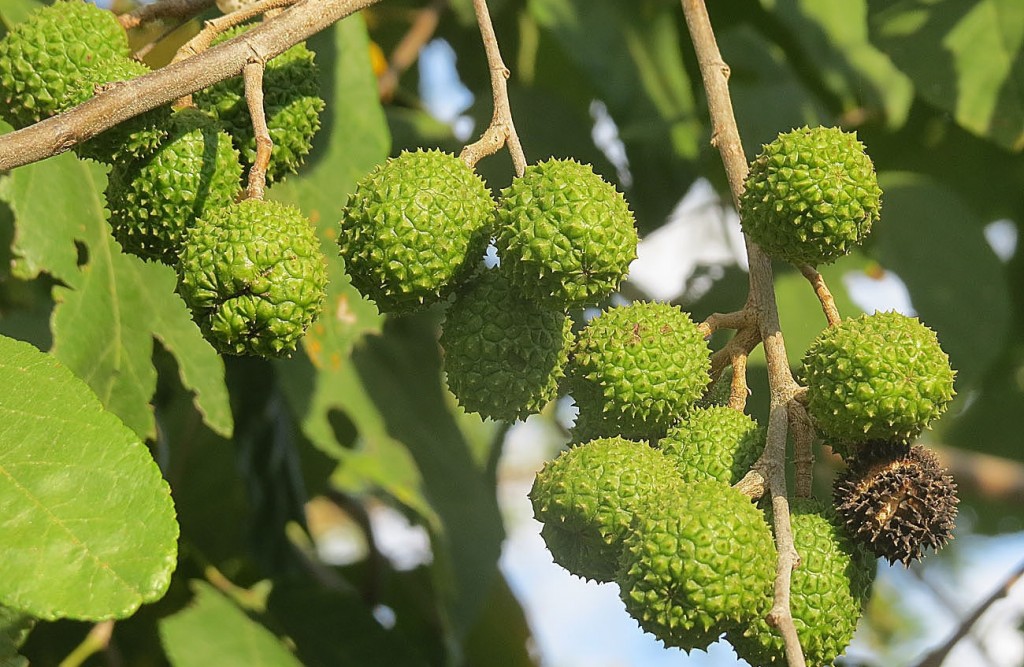 Mutamba fruta: 30 benefícios, informação nutricional e malefícios