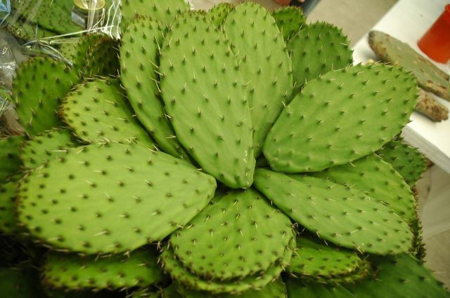 Nopal: 20 benefícios, informação nutricional e malefícios