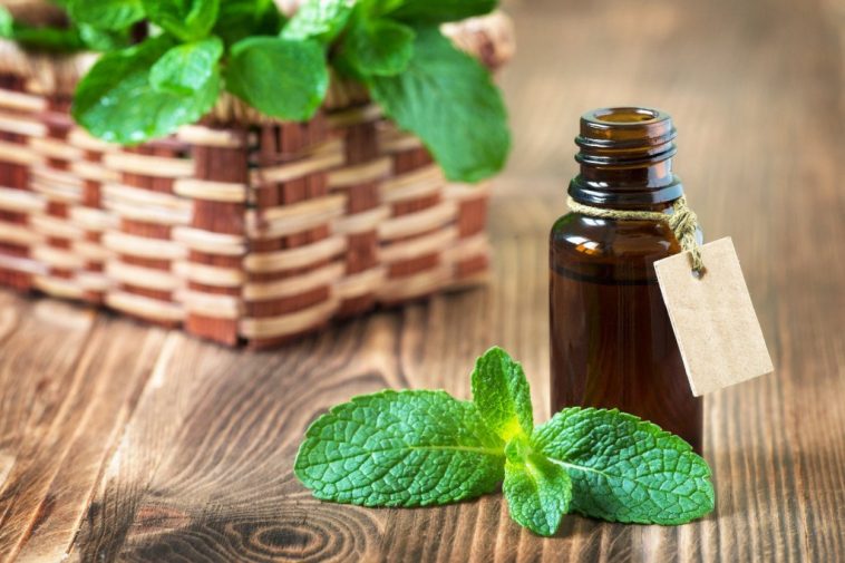 Óleo de Menta Piperita para que serve? como tomar, benefícios e ...
