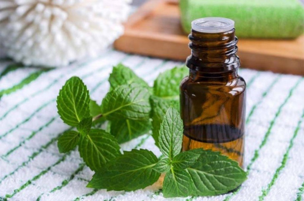 Óleo de Patchouli para que serve? como tomar, benefícios e malefícios