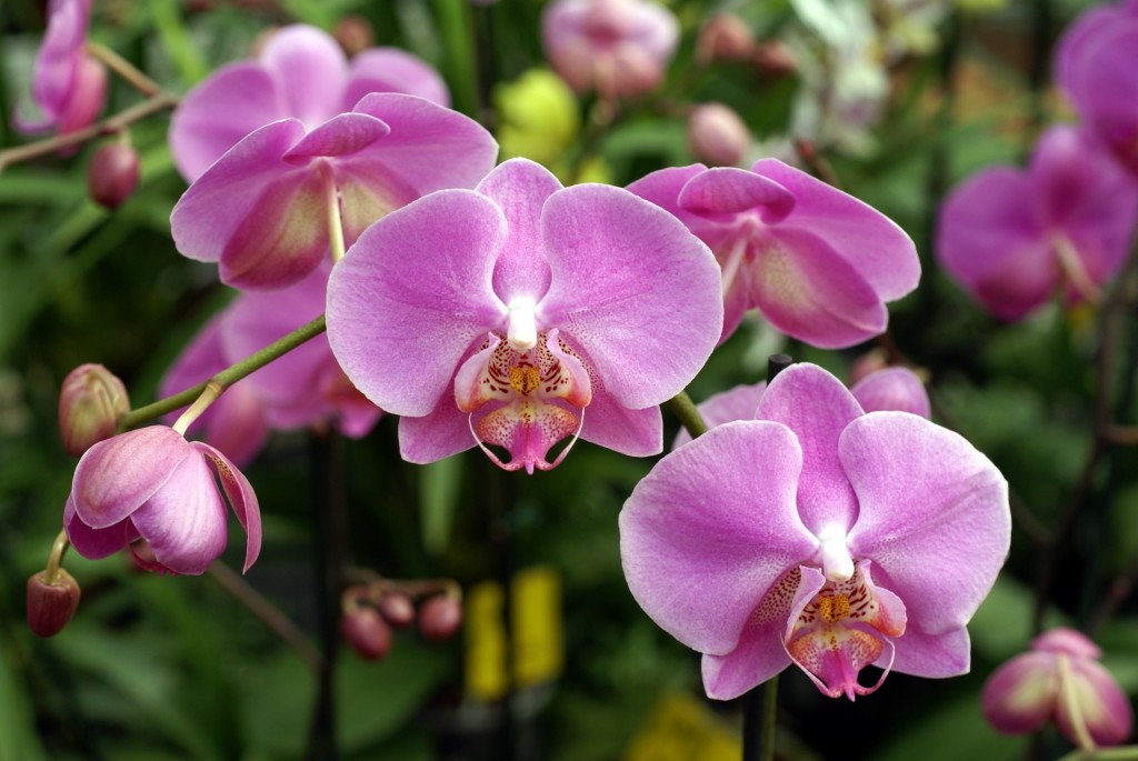 Orquídeas é bom para quê? para que serve, benefícios e malefícios