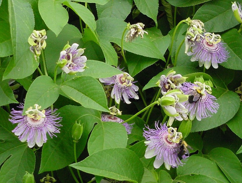 Passiflora é bom para quê? para que serve, benefícios e malefícios