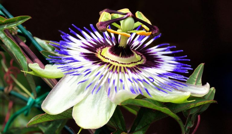 Passiflora é bom para quê? para que serve, benefícios e malefícios | Dr ...