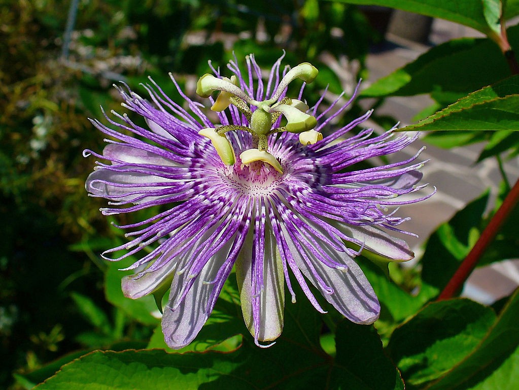 Passiflora é bom para quê? para que serve, benefícios e malefícios