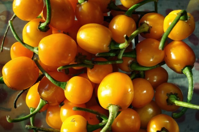 Pimenta Cumari fruto: 40 benefícios, informação nutricional e malefícios