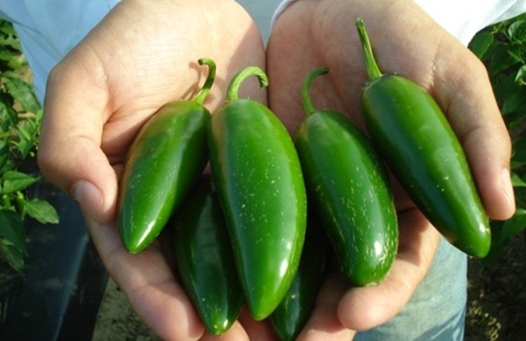 Pimenta Jalapeno: 20 benefícios, informação nutricional e malefícios