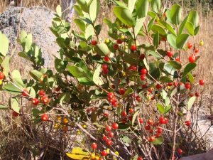 Pitanga do Cerrado fruta: Origem, Benefícios e Malefícios