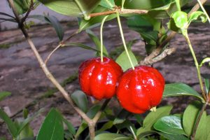 Pitanga do Cerrado fruta: Origem, Benefícios e Malefícios