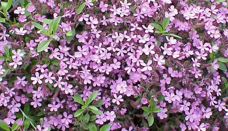 saponaria