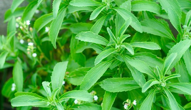 stevia beneficios