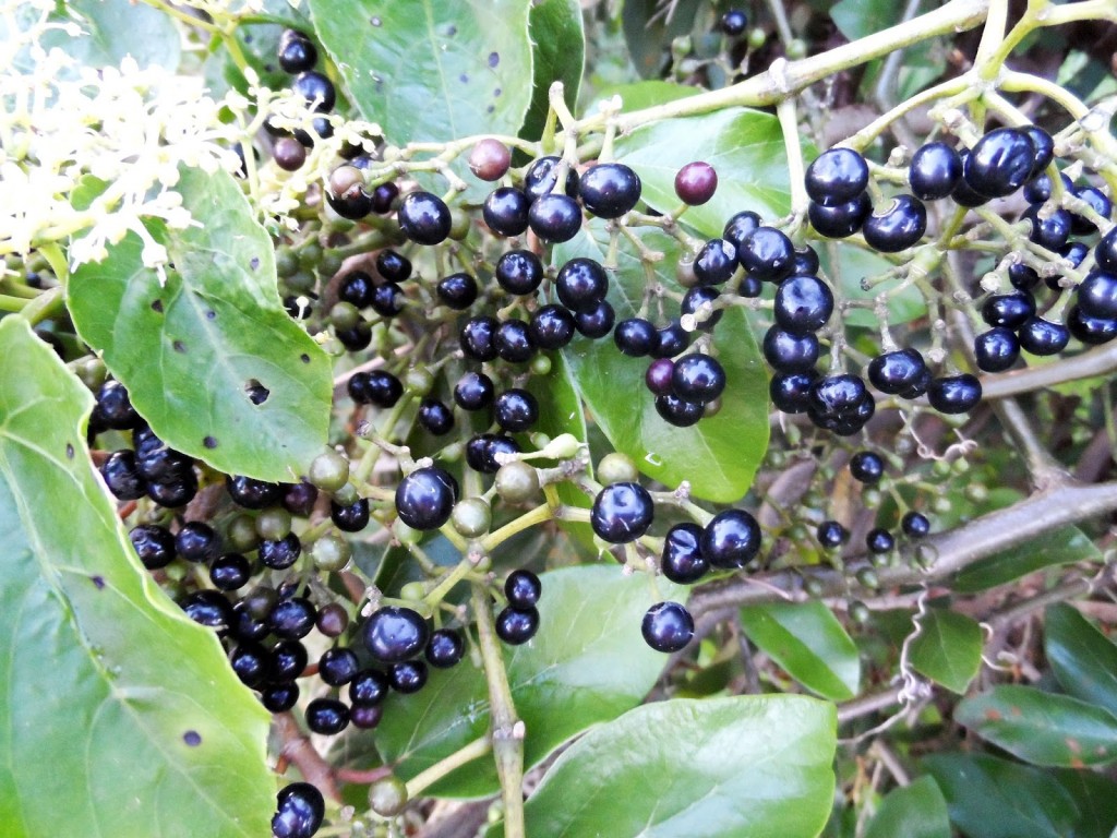 Suco de Uva do Mato é bom para quê? como fazer e para que serve