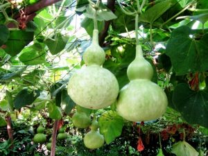 Suco de Cabaça Suco de Cabaça