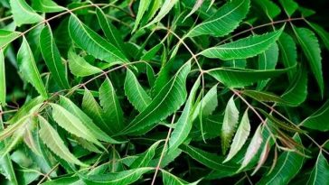 suco de margosa