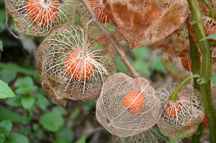 Suco de Physalis é bom para quê? como fazer e para que serve