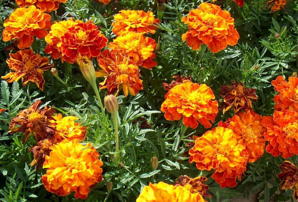 Tagetes é bom para quê? para que serve, benefícios e malefícios