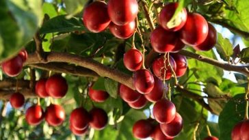 tomate arboreo
