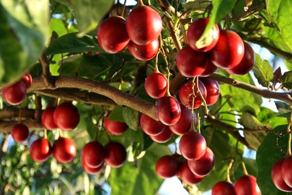 Tomate Arbóreo fruta: 10 benefícios, informação nutricional e malefícios