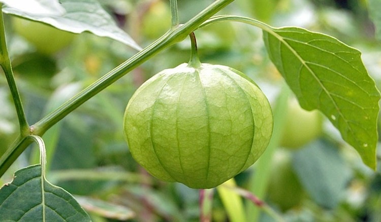 tomatilho origem