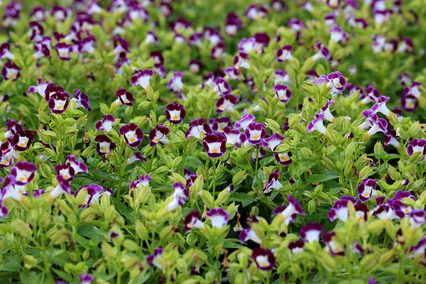 torenia beneficios