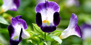 torenia como usar