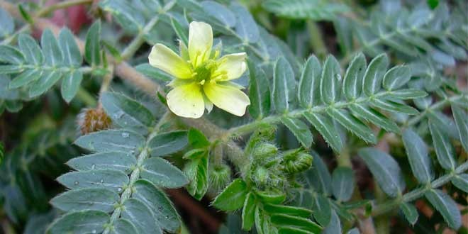 Tribulus Terrestris é bom para quê? para que serve, benefícios e malefícios