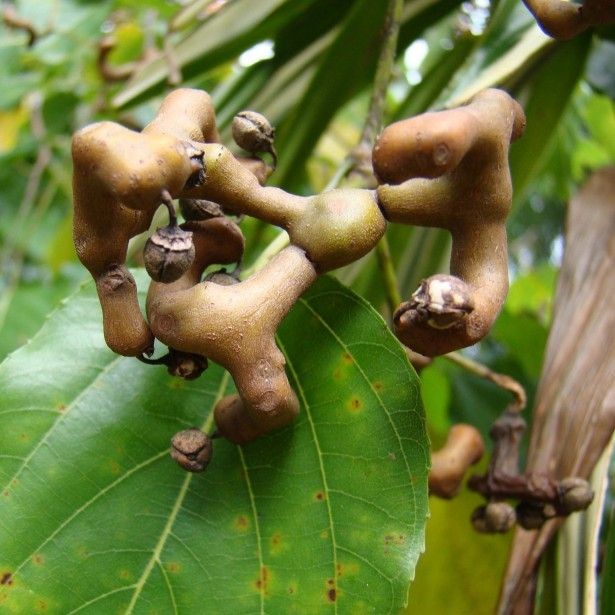 Tripa de Galinha é bom para quê? para que serve, benefícios e malefícios