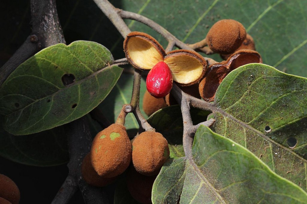 Ucuúba fruto: Como usar, Benefícios e Malefícios