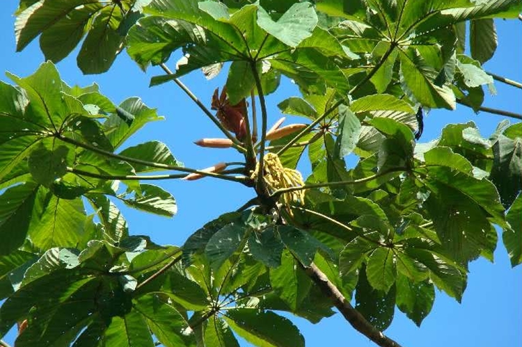 Umbaúba é bom para quê? para que serve, benefícios e malefícios