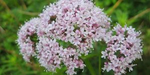 valeriana