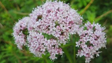 valeriana