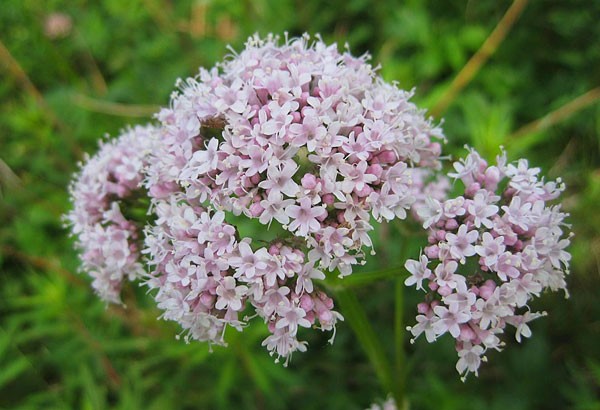 valeriana